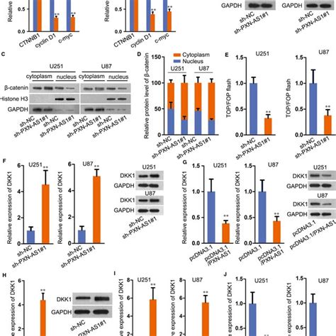 Pxn‐as1 Activates Wntβ‐catenin Pathway A‐b The Related Genes Mrna