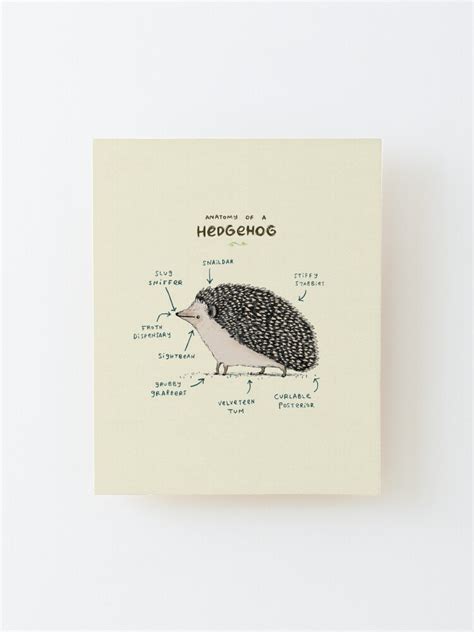 Anatomy Of A Hedgehog Mounted Print For Sale By Sophiecorrigan