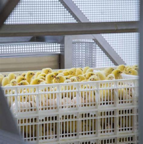 Viscon Hatchery Automation Poultry By Viscon België Issuu