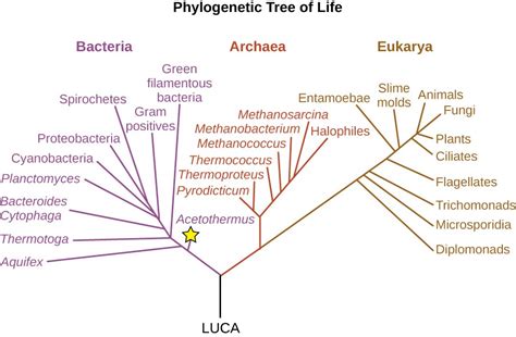 Deeply Branching Bacteria Microbiology
