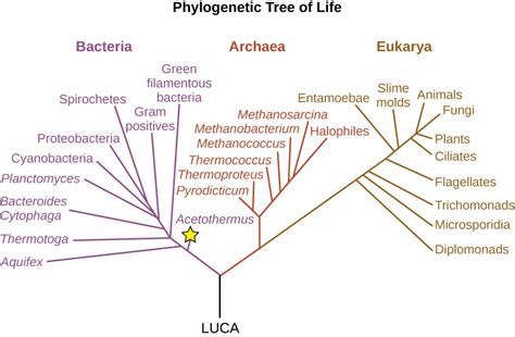 Deeply Branching Bacteria Microbiology Course Hero