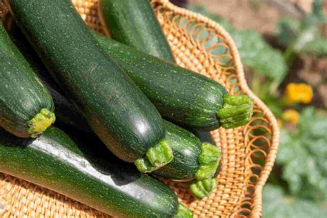 How To Store Zucchini A Complete Guide