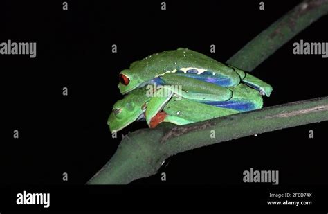 Red Eyed Tree Frogs Mating In Lowland Rainforest In The Night Portrait