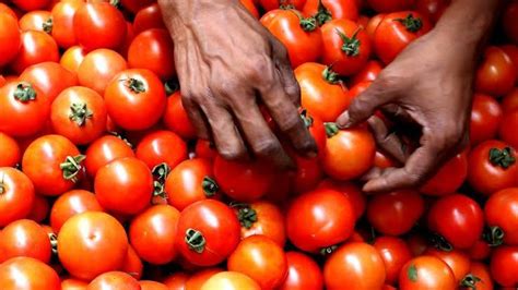 Tomato Price Hike टोमॅटो किंमत वाढीमुळे महागाई दरावर होणार परिणाम Thekarbhari