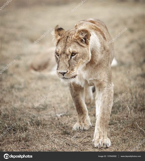 Lioness Female Panthera Leo Lioness In The Savanna Stock Photo By