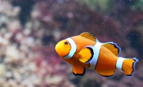 Clown Fish Color Scheme Image Color Palettes