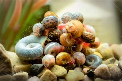 Do Snails Kill Themselves Snailpedia