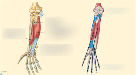 Deep muscles Diagram | Quizlet