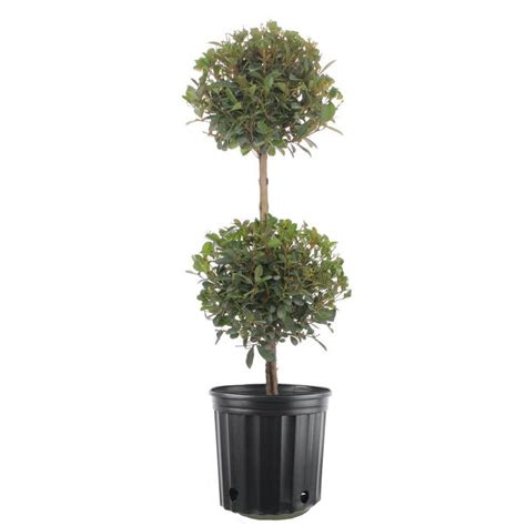 Costa Farms Eugenia Ball Topiary Indoor Outdoor Plant In In