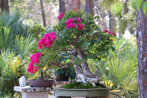 Bonsai Tree Types A Comprehensive Guide To Varieties Foliage Friend