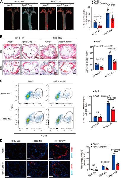 Frontiers Caspase Gasdermin D Mediated Pyroptosis Is Involved In