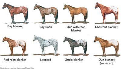 Spotting patterns in Appaloosas | Appaloosa horses