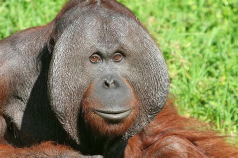 Diary of a Primatologist: #Apeweek Day 3 - The Orangutan (Pongo pygmaaeus/abelii)