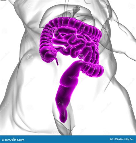 Intestino Piccolo E Grande D Illustrazione Anatomia Del Sistema