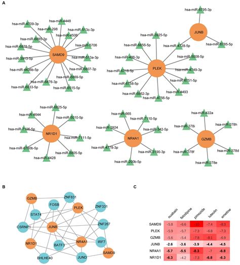 Frontiers Identification Of Key Genes As Potential Diagnostic And