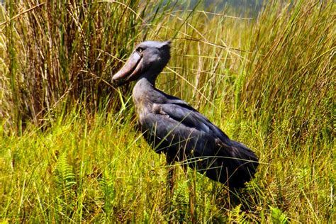 9 Day Uganda Birding And Wildlife Tour Excluding Gorilla Trekking