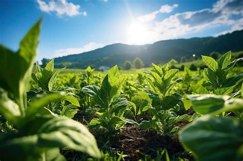 Premium Ai Image Green Agricultural Field