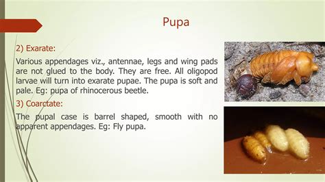 Type of larvae and pupa in insect | PPT