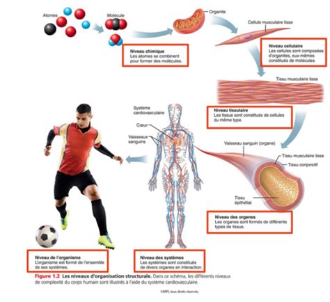 Chap 1 études de l anatomie et la physiologie Flashcards Quizlet