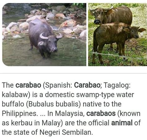 Animal Organism Carabao Brainlyph