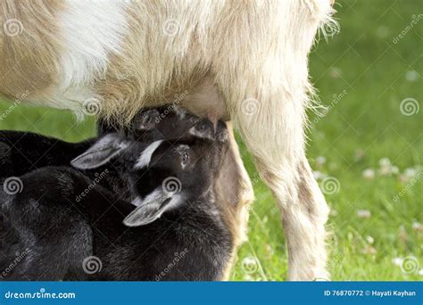 Mother Goat Feeding Baby Goats with Milk Stock Photo - Image of baby, food: 76870772