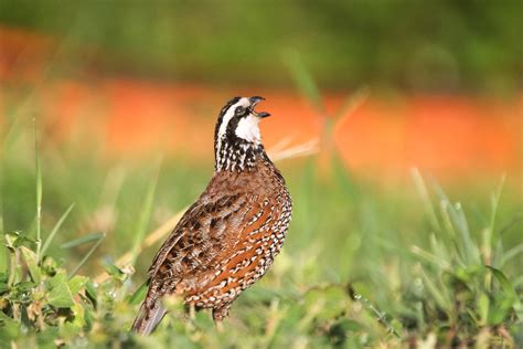 Northern Bobwhite Alex Debear Flickr