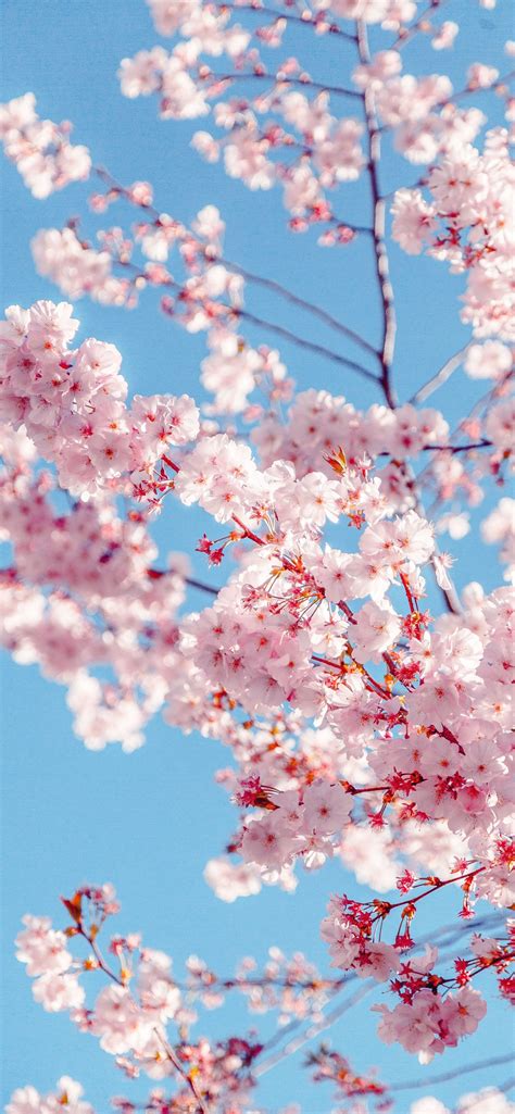 cherry blossoms iPhone Wallpapers Free Download