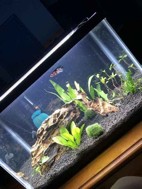 My First Planted Tank Would Love Ideas As Far As Aquas Cape And Plants