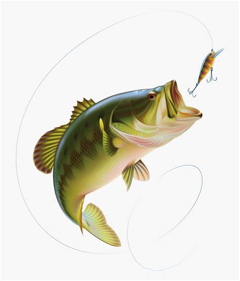 Free Bass Fish Cliparts, Download Free Bass Fish Cliparts png images, Free ClipArts on Clipart ...