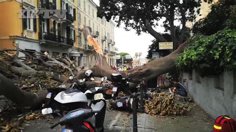 Sanremo Crolla Un Albero Tragedia Sfiorata Il Secolo Xix