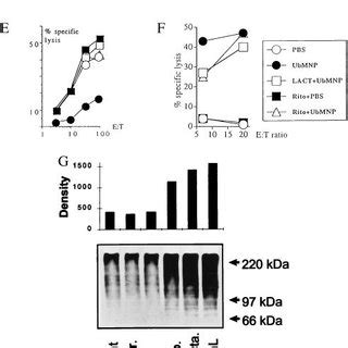 Chymotrypsin Like Activity Of The Proteasome Is Inhibited By Ritonavir