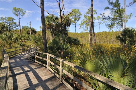 corkscrewswampsanctuary-boardwalksunflowers-creditrjwiley.jpg | Audubon ...