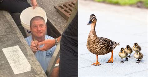 Firefighters Rescue Trapped Ducklings From A Storm Drain And Reunite