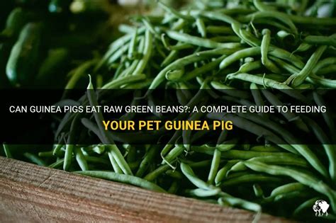 Can Guinea Pigs Eat Raw Green Beans A Complete Guide To Feeding Your