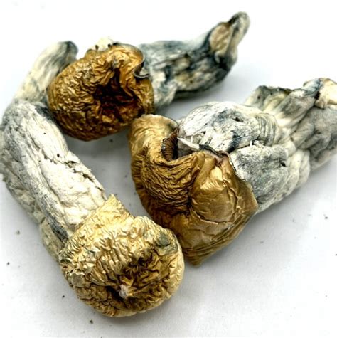 APE Magic Mushrooms Albino Penis Envy OC 420 Collection