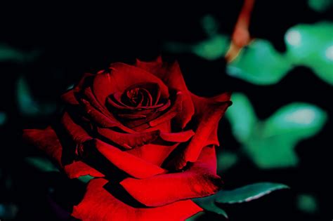 Bunga Mawar Merah Kelopak Foto Gratis Di Pixabay Pixabay