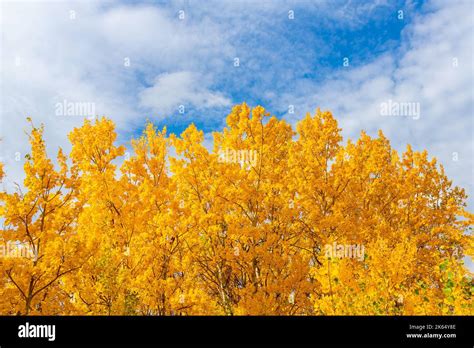 Autumn Birch Trees Against Blue Sky Landscape In The Prairies Of