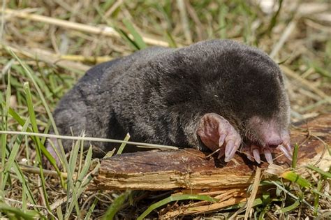 Click A Pest Mole Safe Mole Removal Service Pest Boss