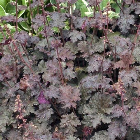 Heuchera Palace Purple 2ltr Greenleaf Nurseries