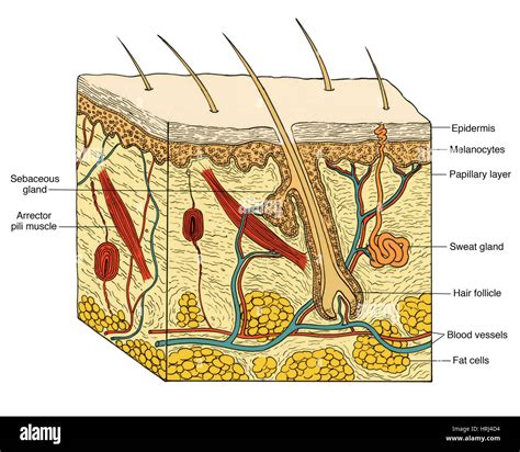 Papillary Layer And Reticular Layer Of Dermis