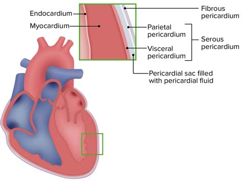 Describe The Layers Of The Heart Wall