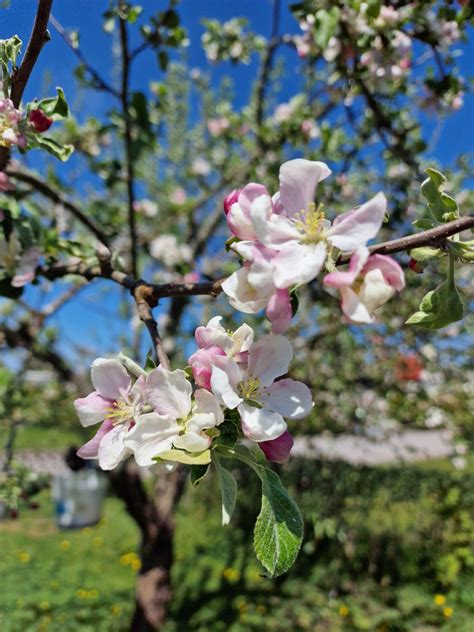 Apple Blossoms Trees Flower Free Photo On Pixabay Pixabay