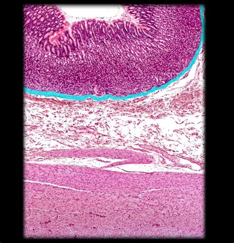 Biol Lab Digestive System Histology Flashcards Quizlet