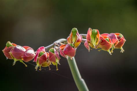 Stick Plant Flowers South Coast Botanic Garden Palos Verd Flickr