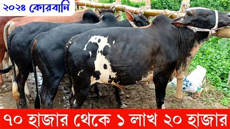 ৭০ ৮০ হাজার টাকা ২০২৪ কোরবানি উপযোগী ছোট মাঝারি সাইজের ষাঁড় গরুর দাম