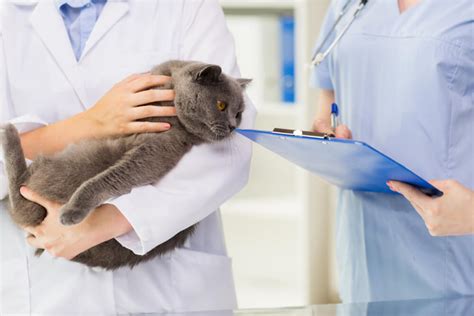 Fatty Liver Disease in Cats: Causes, Symptoms, and Treatment - Cats.com