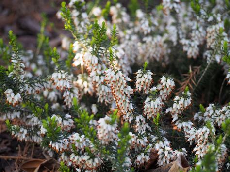 Erica Carnea Heath Winter Heath North Carolina Extension Gardener