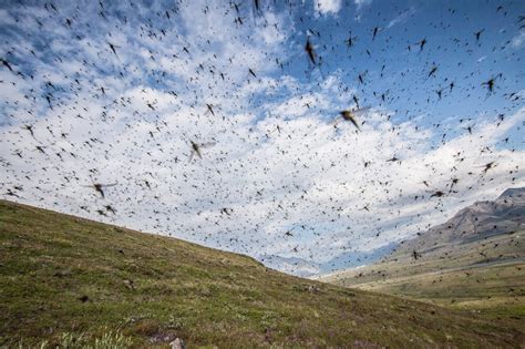 ITAP of a few mosquitoes in Alaska : r/itookapicture