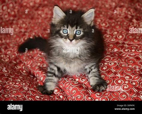 Blue Eyed Kitten Stock Photo Alamy