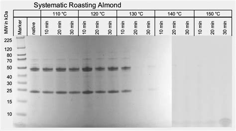 Coomassie Stained Sds Page Gels Of Extracted Almond Proteins Obtained